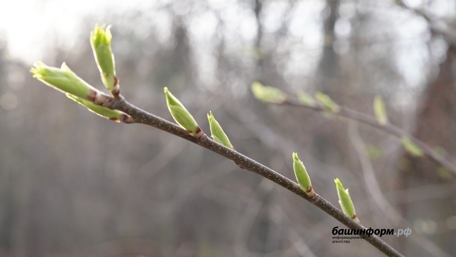 Синоптики сообщили о погоде в Башкирии на этой неделе