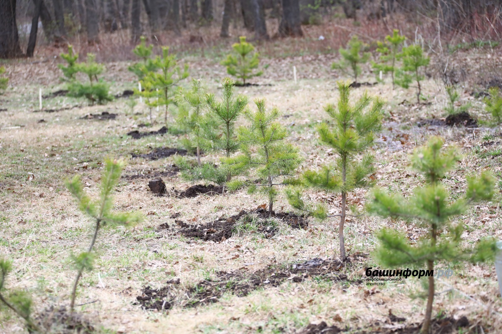 В 2026 году лесовосстановление в Башкирии проведут минимум на 13 тысячах га