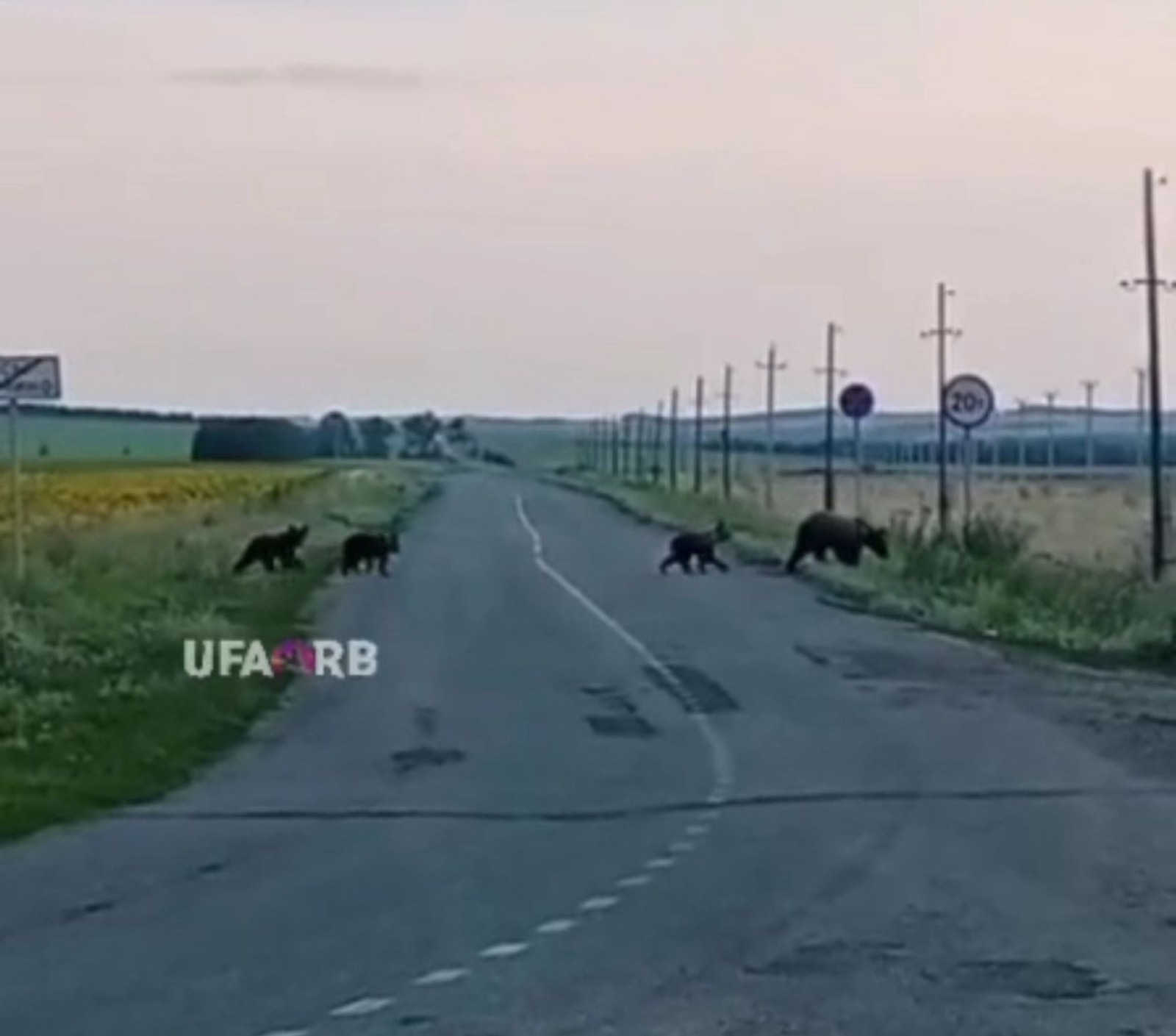 В Башкирии на дороге заметили медведицу с медвежатами