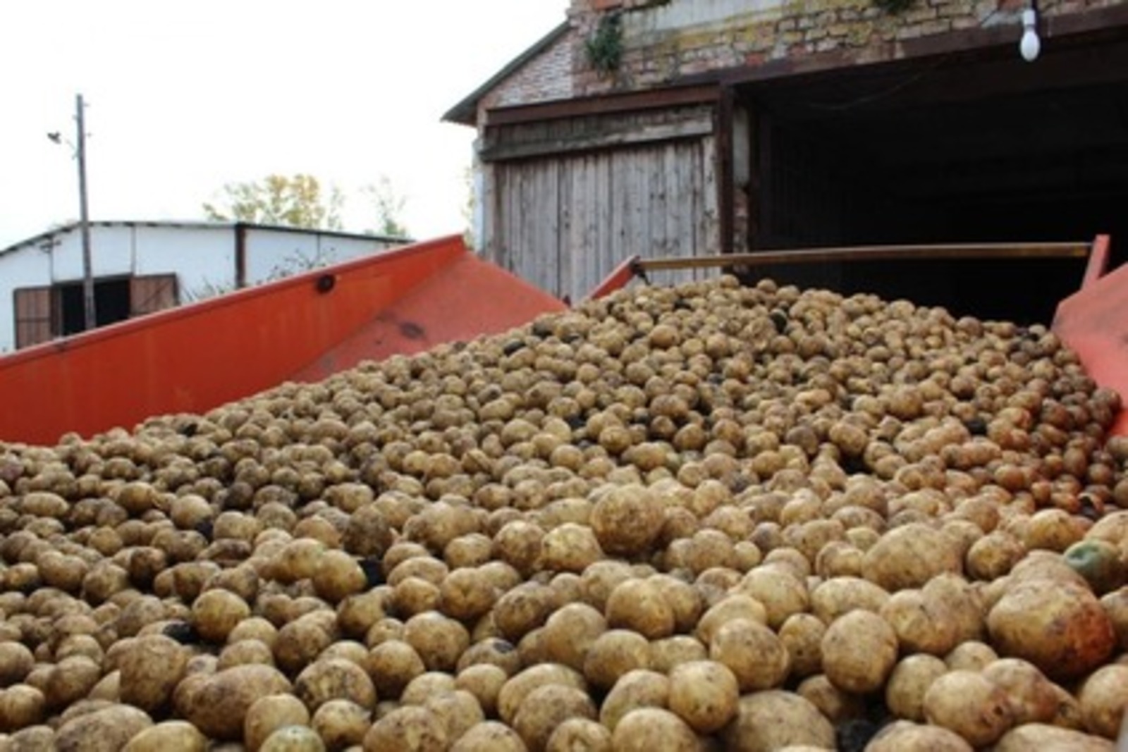 Сельхозпредприятие Башкортостана экспортировало в Казахстан 27 тонн картофеля Республика Башкортостан