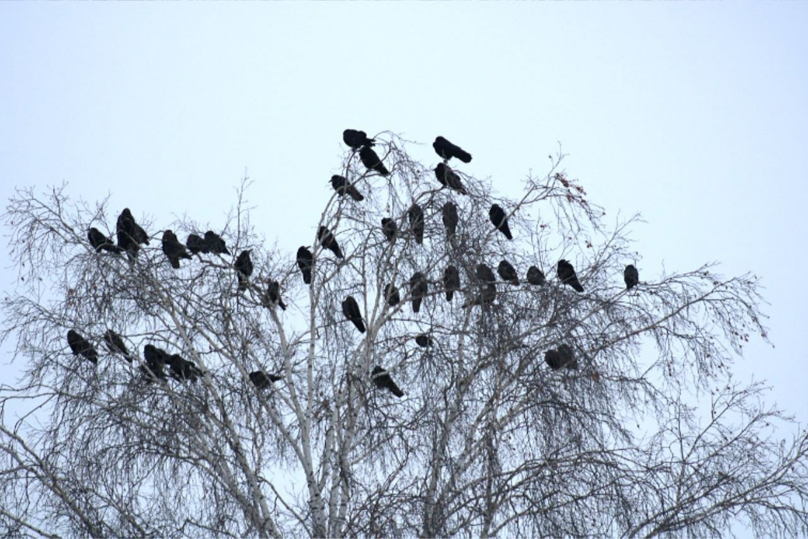 В Башкирии потеплеет до +13 градусов