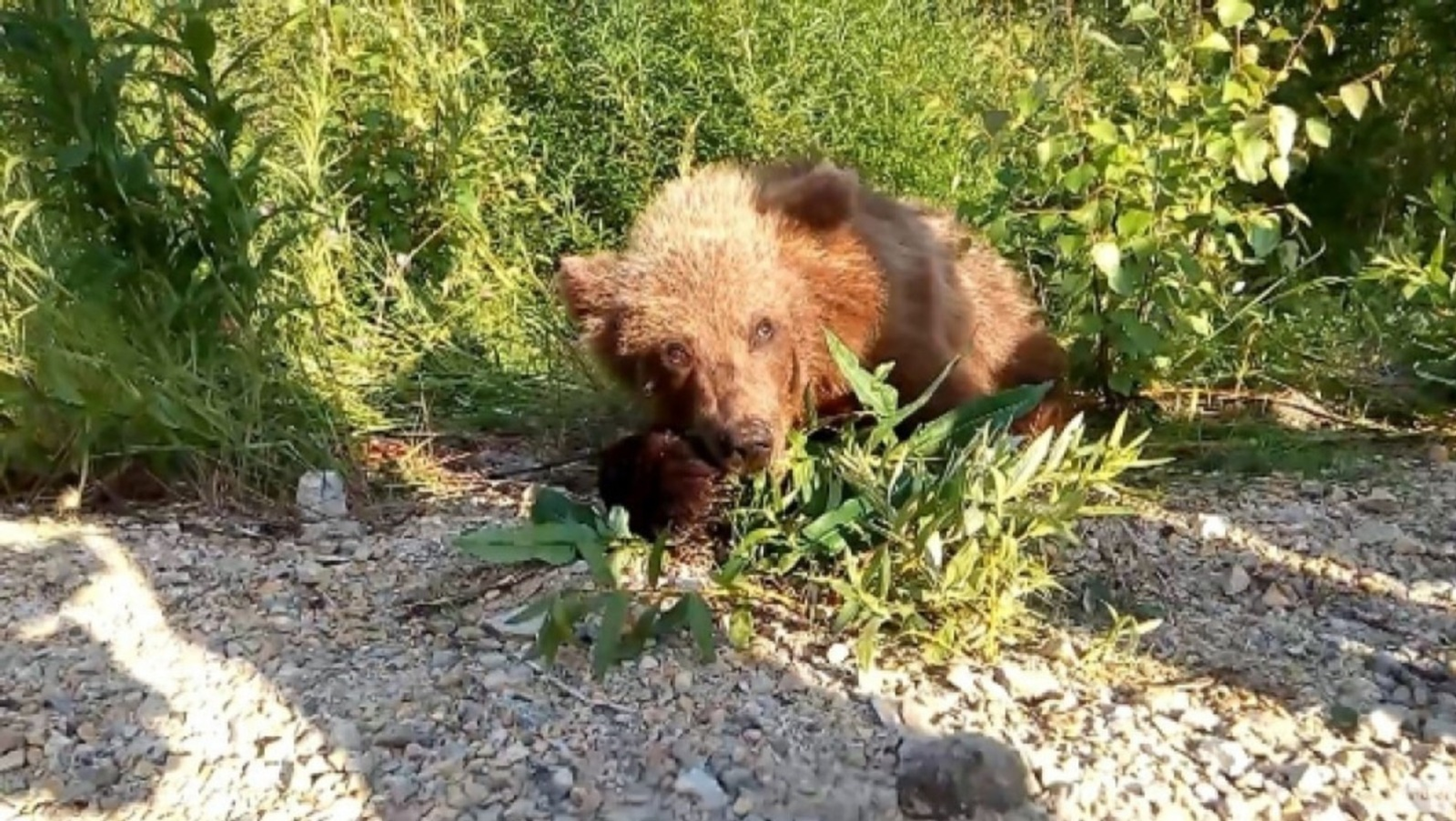 В Башкирии туристы встретили медведицу с потомством