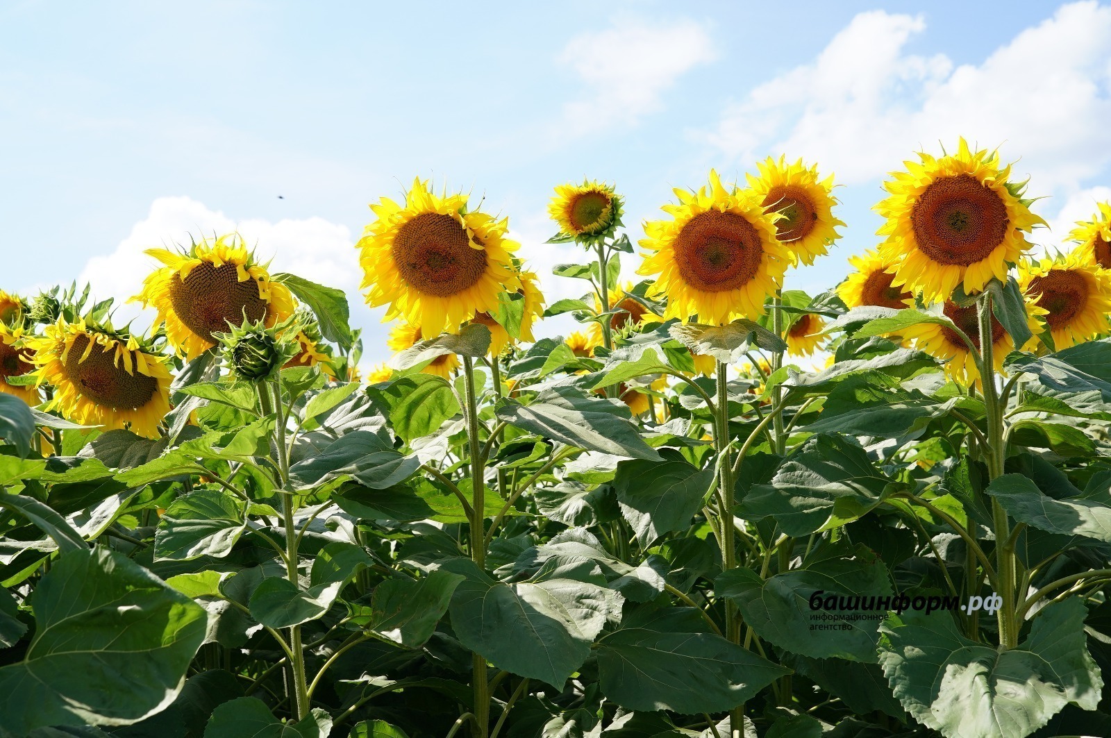 Башкирия экспортировала в Латвию ценную кормовую добавку для животных