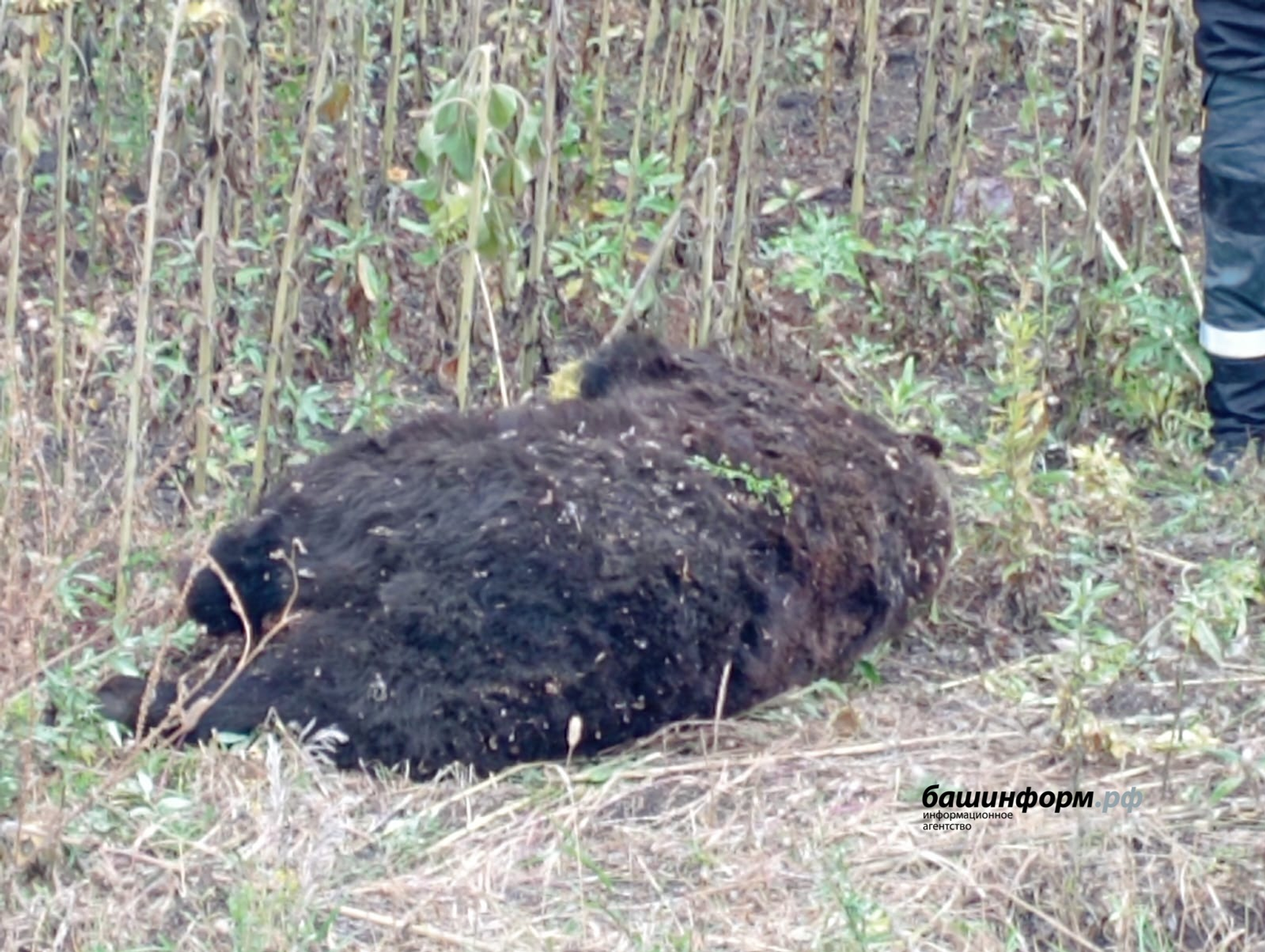 На трассе в Башкирии насмерть сбили медведя