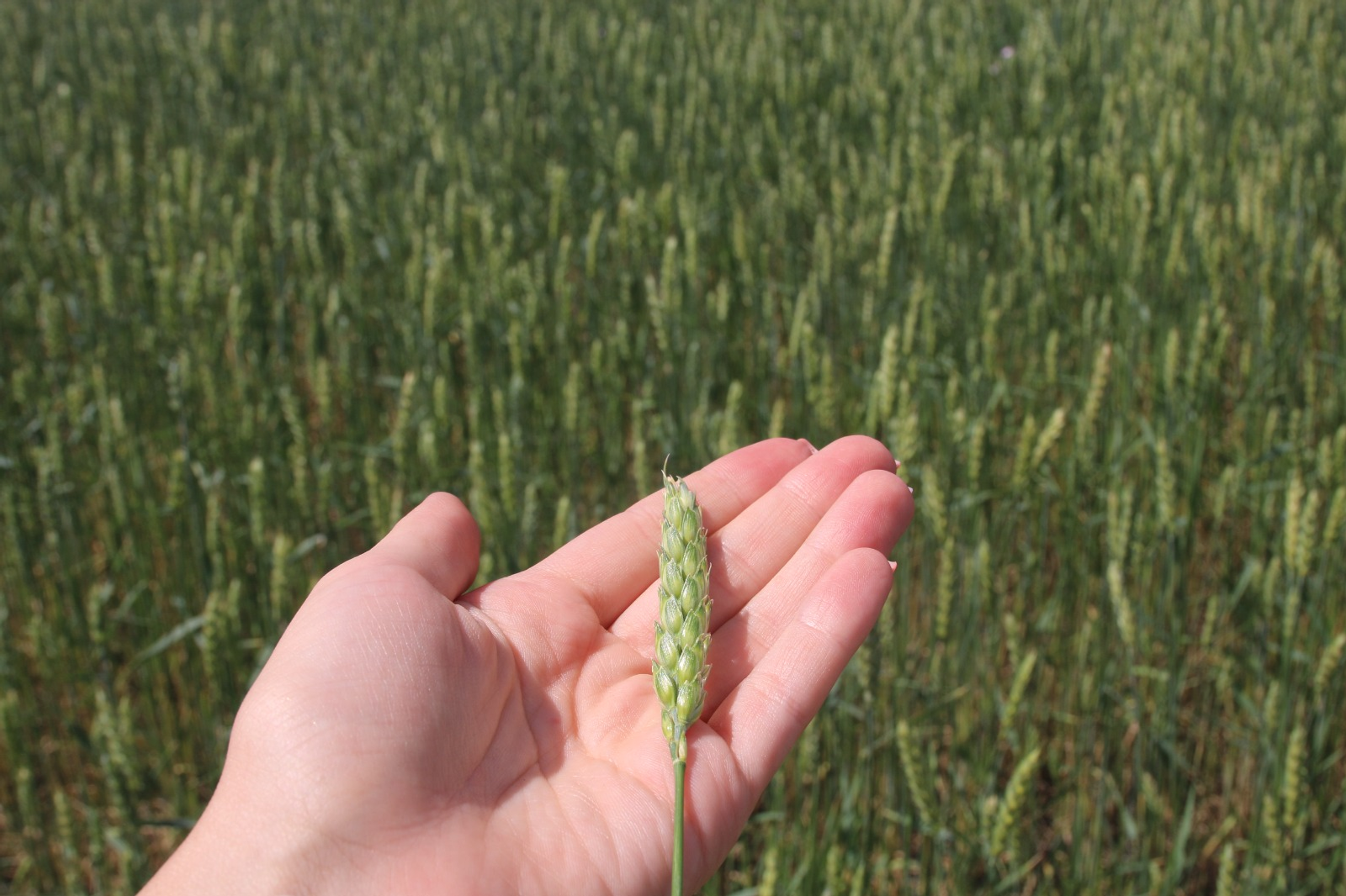 Производитель биопрепаратов из Башкортостана начал реализацию продукции в ОАЭ