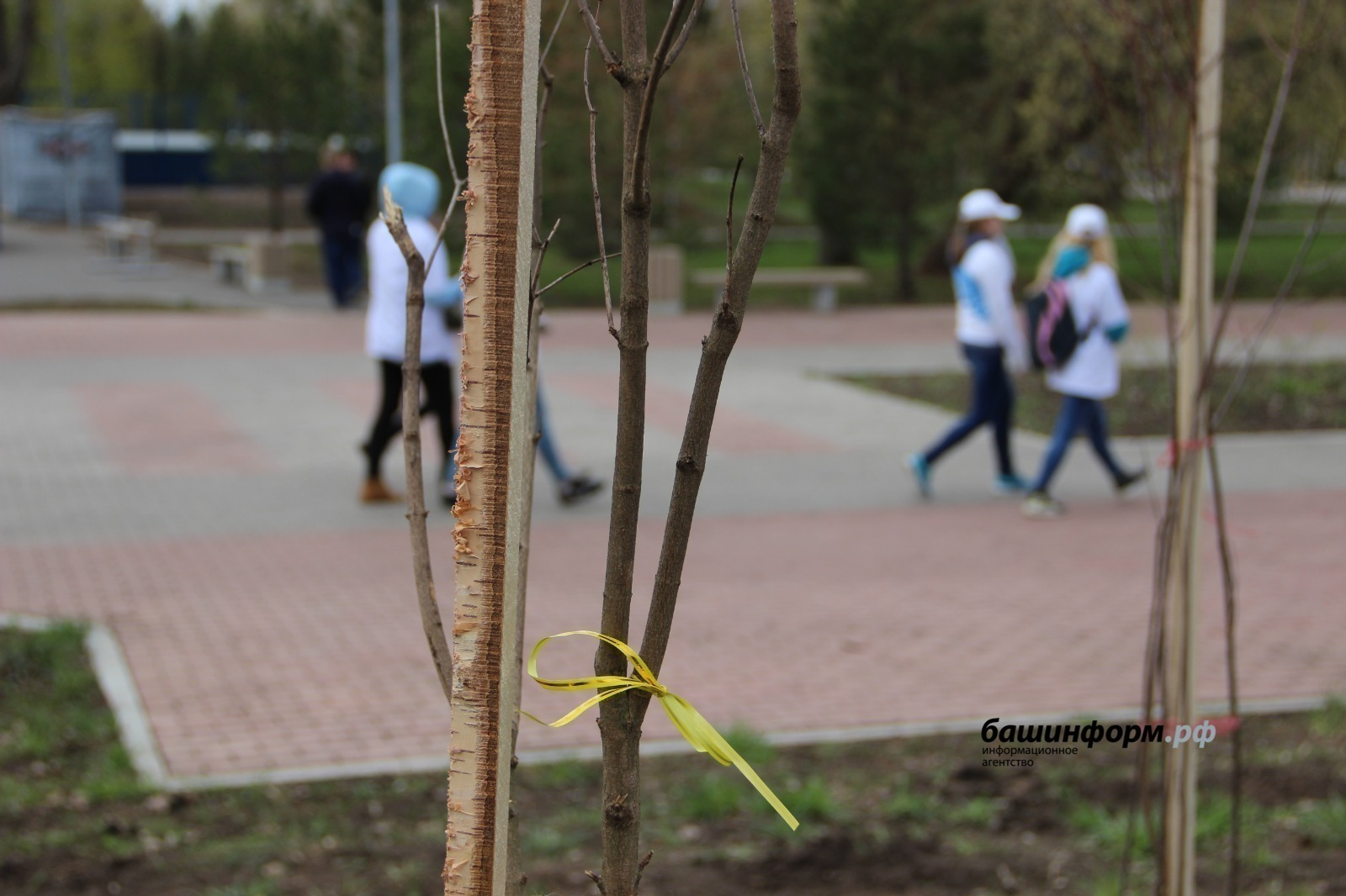 Башкирия вошла в топ-10 по высадке деревьев в рамках акции «Сад Памяти»
