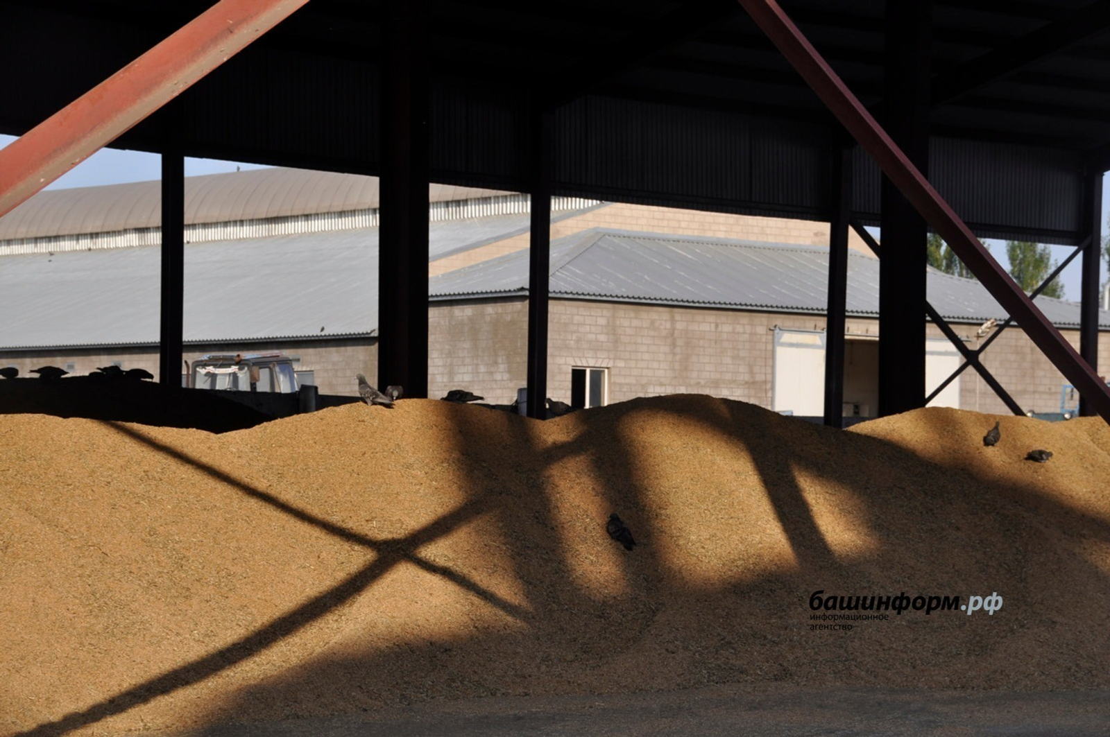 Башкирия экспортировала с начала года 125 тысяч тонн зерна, муки и круп