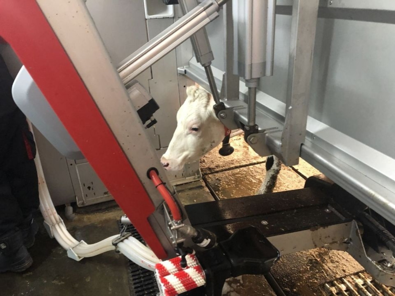 В животноводстве Башкирии появится еще 20 роботизированных комплексов