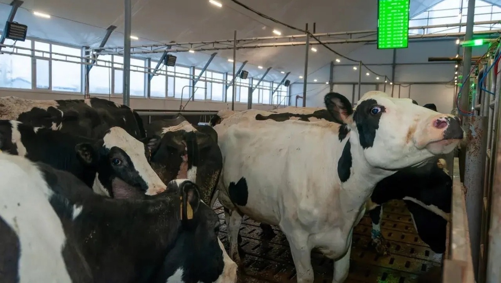 В Башкирии к 2030 году откроются 50 современных молочных ферм