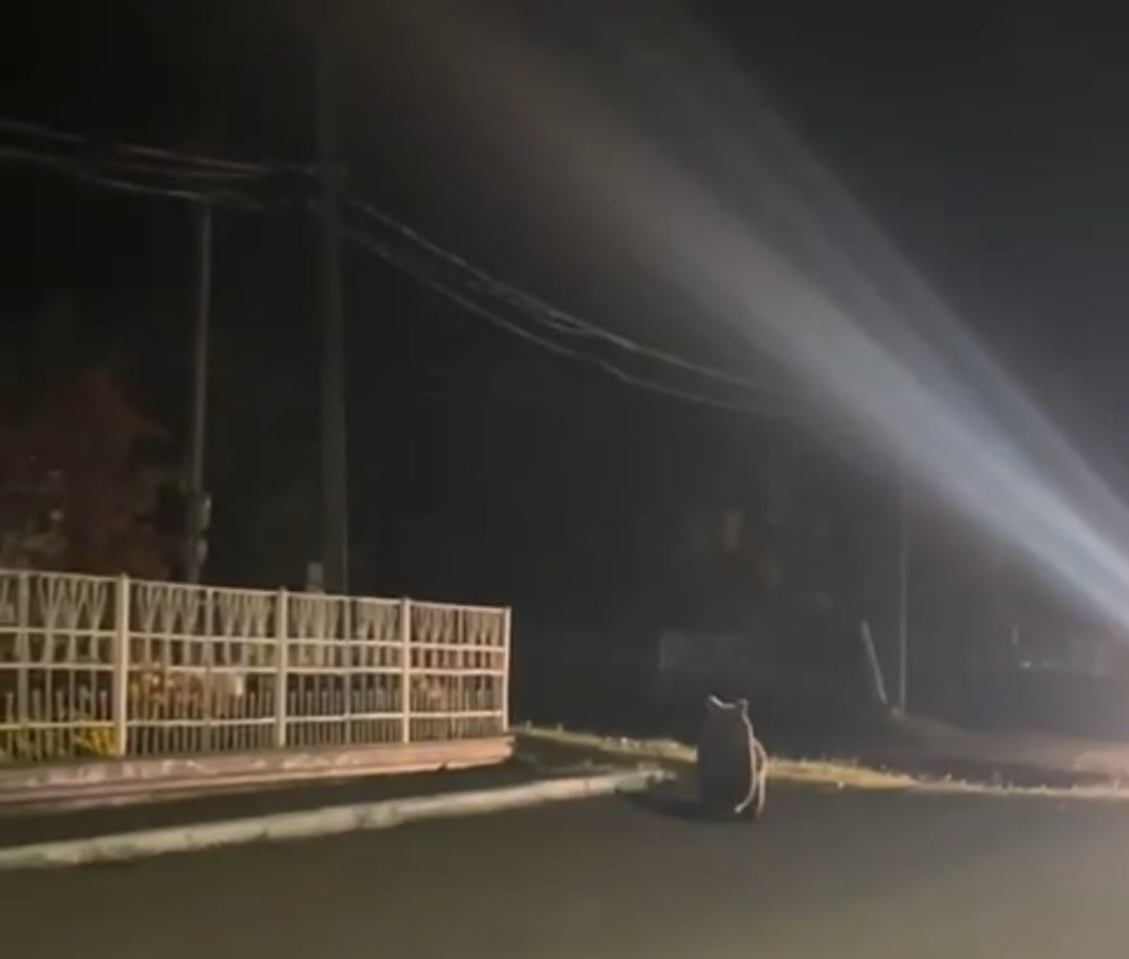 В селе в Башкирии заметили бегающего по улицам медвежонка