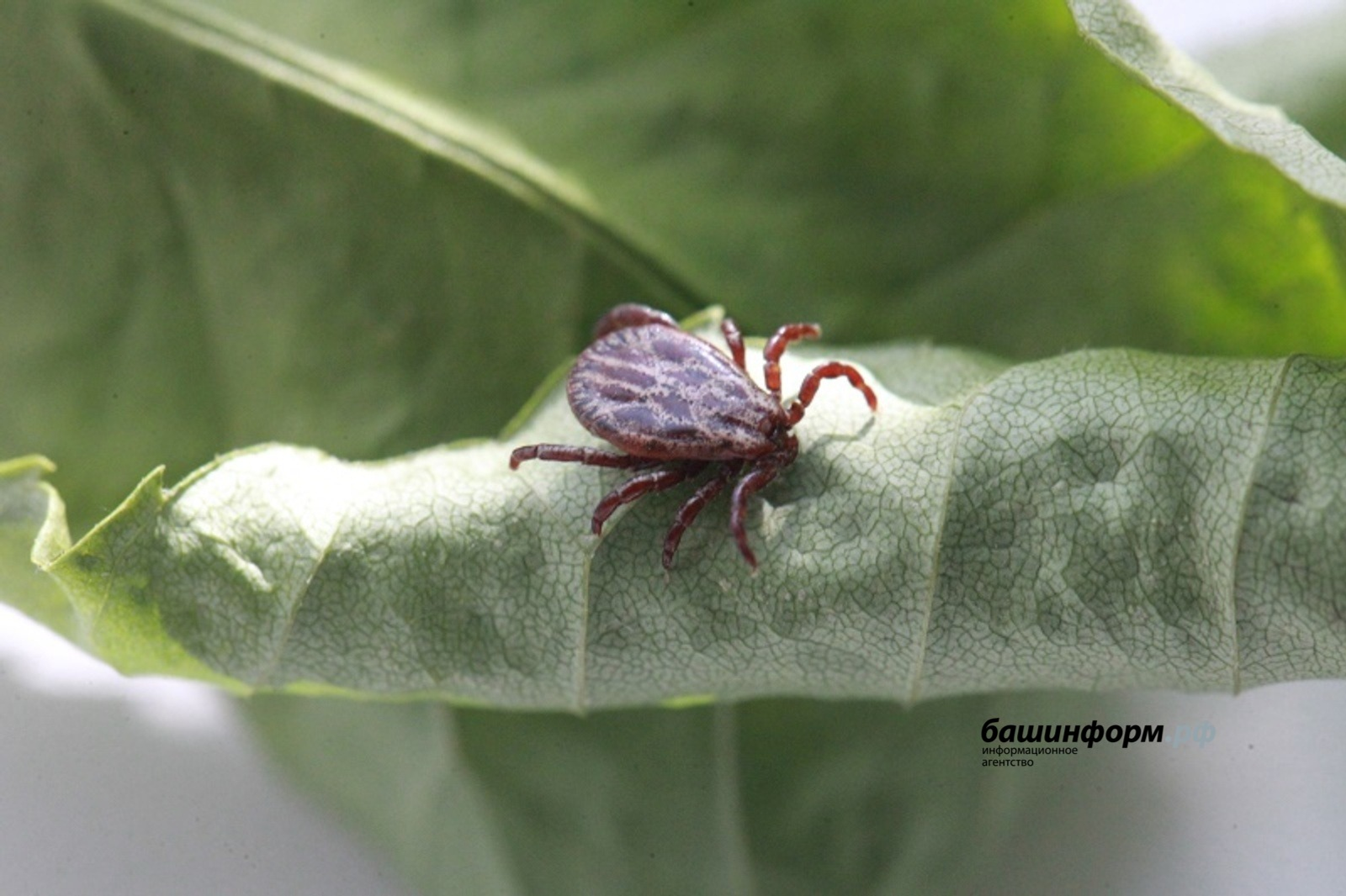 Клещ до двух часов может «путешествовать» по телу человека
