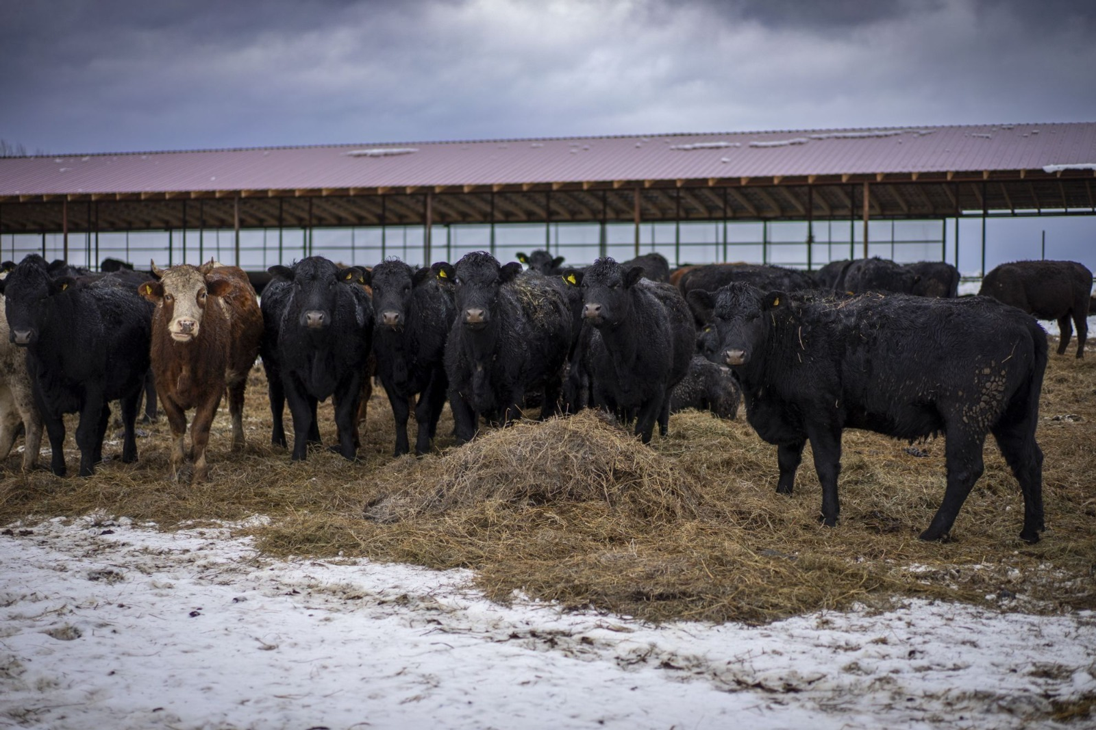 В Башкирии увеличится производство мяса