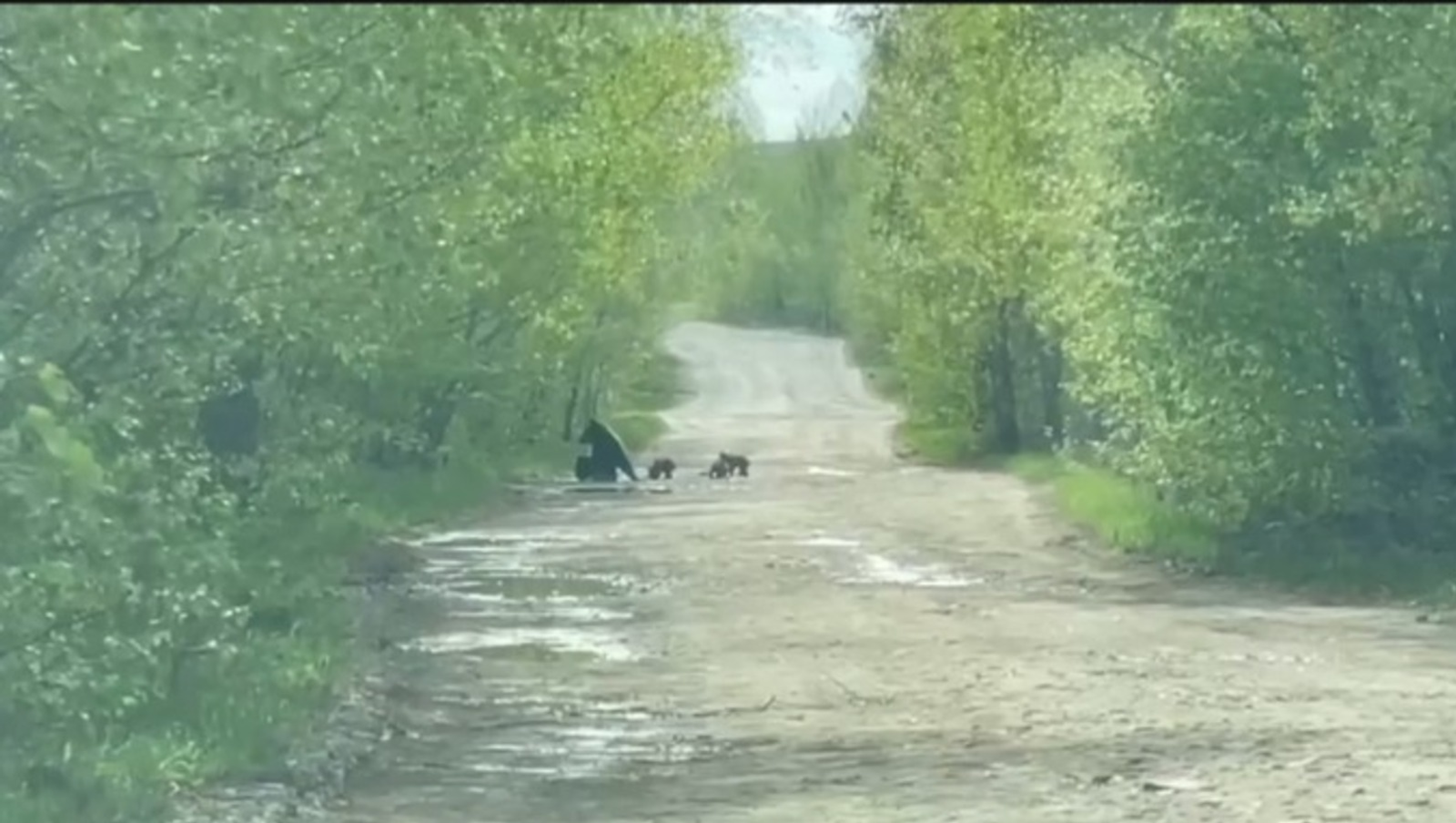 В нацпарке «Башкирия» туристы встретили на дороге медвежье семейство