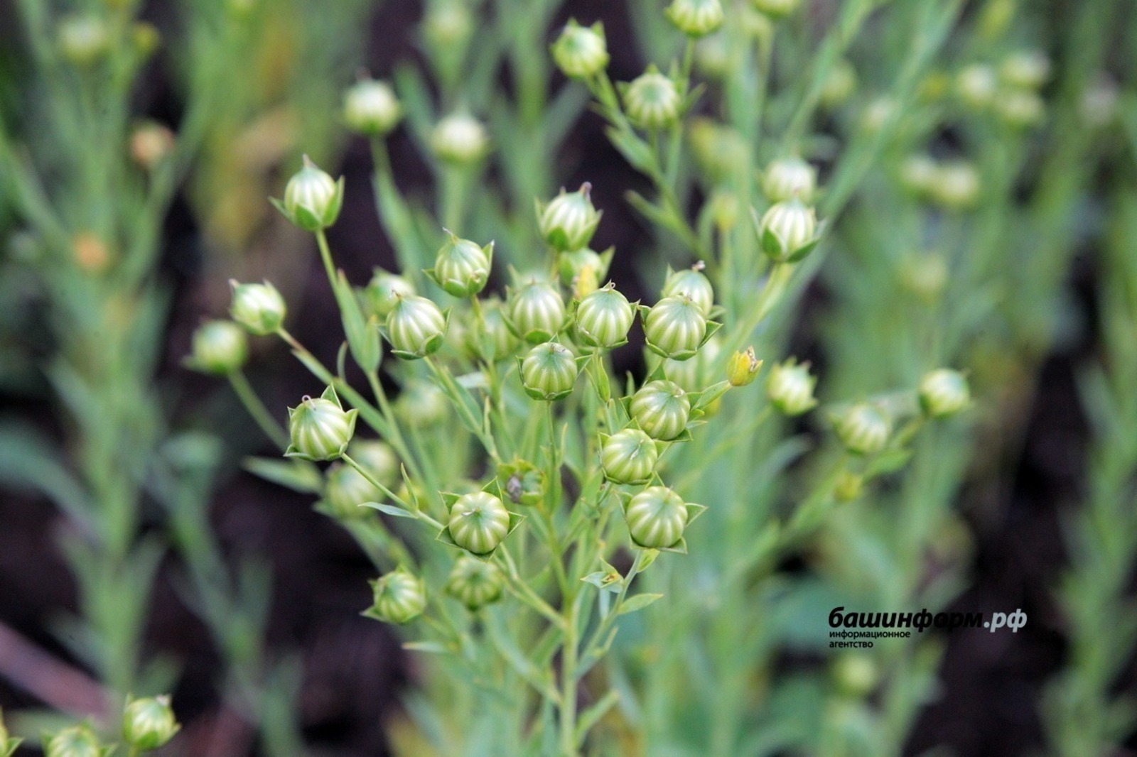 Башкирия экспортировала с начала года более 1860 тонн семян