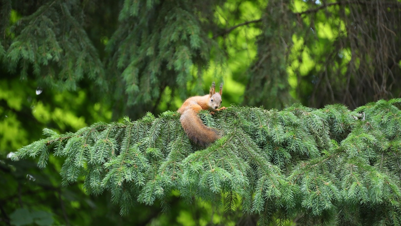 В Башкирии благодаря акции «Сохраним лес» высадили 500 тысяч деревьев