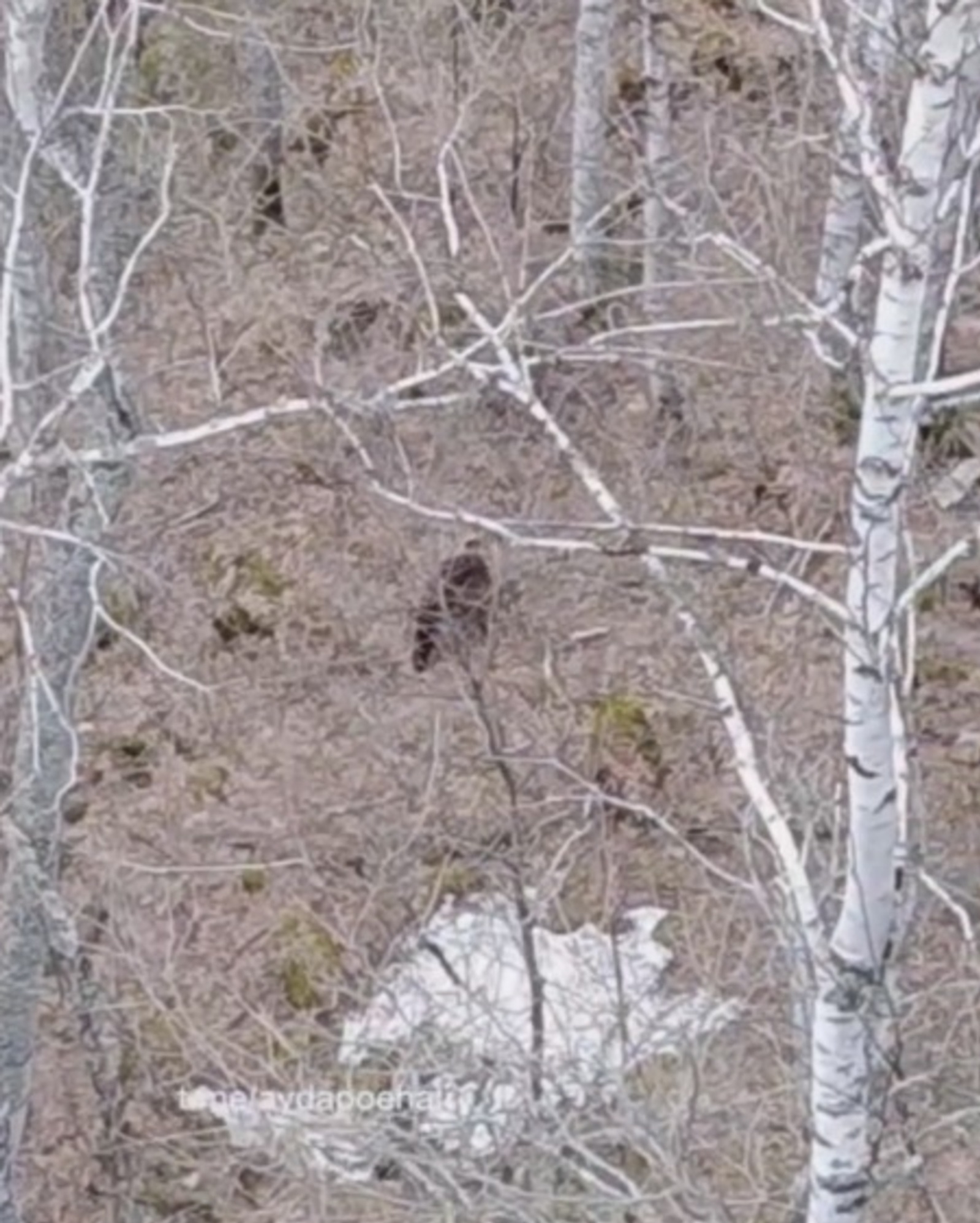 В нацпарке «Башкирия» люди столкнулись с медведем