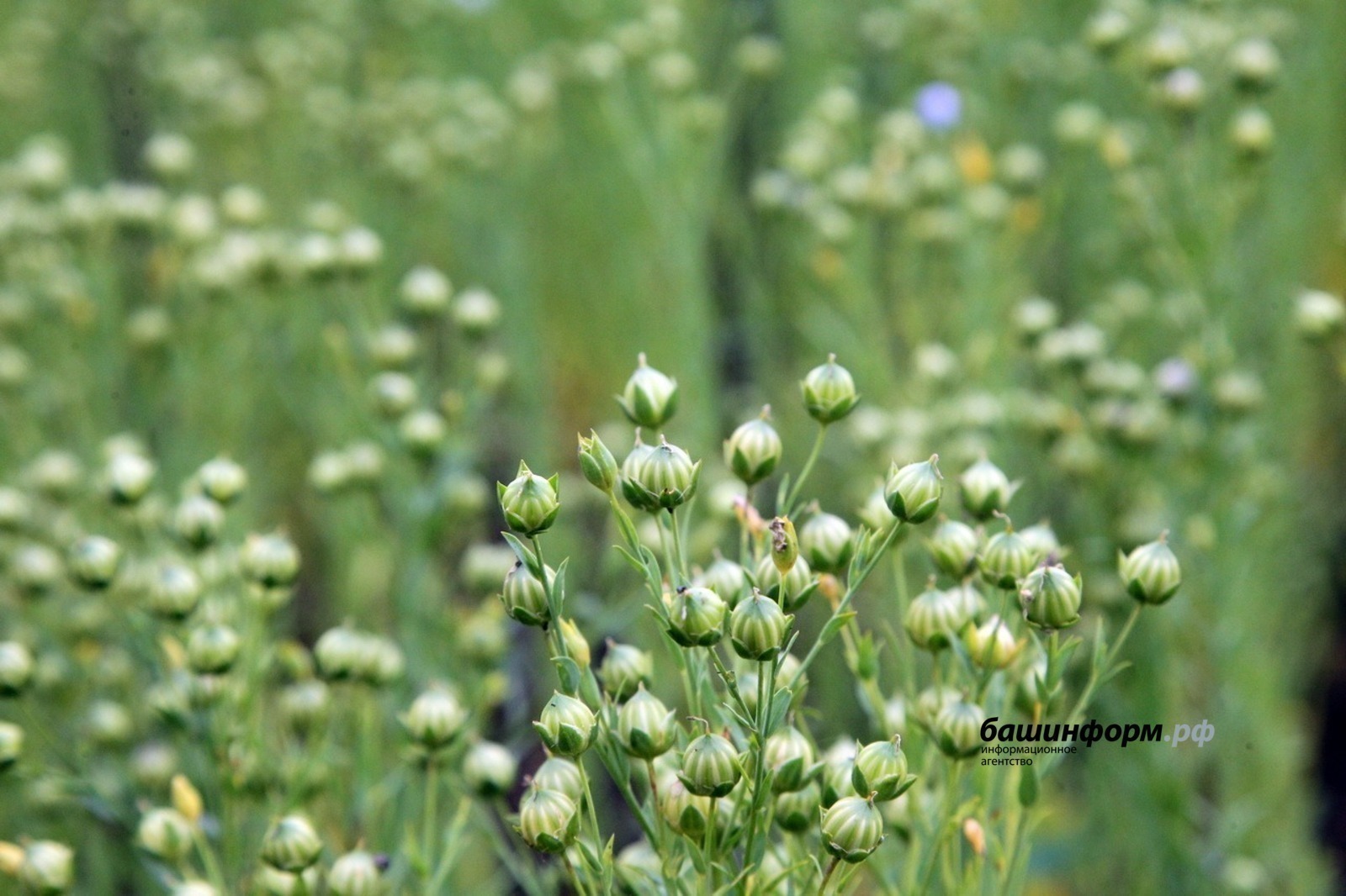 Башкирия увеличивает экспорт льна в Китай