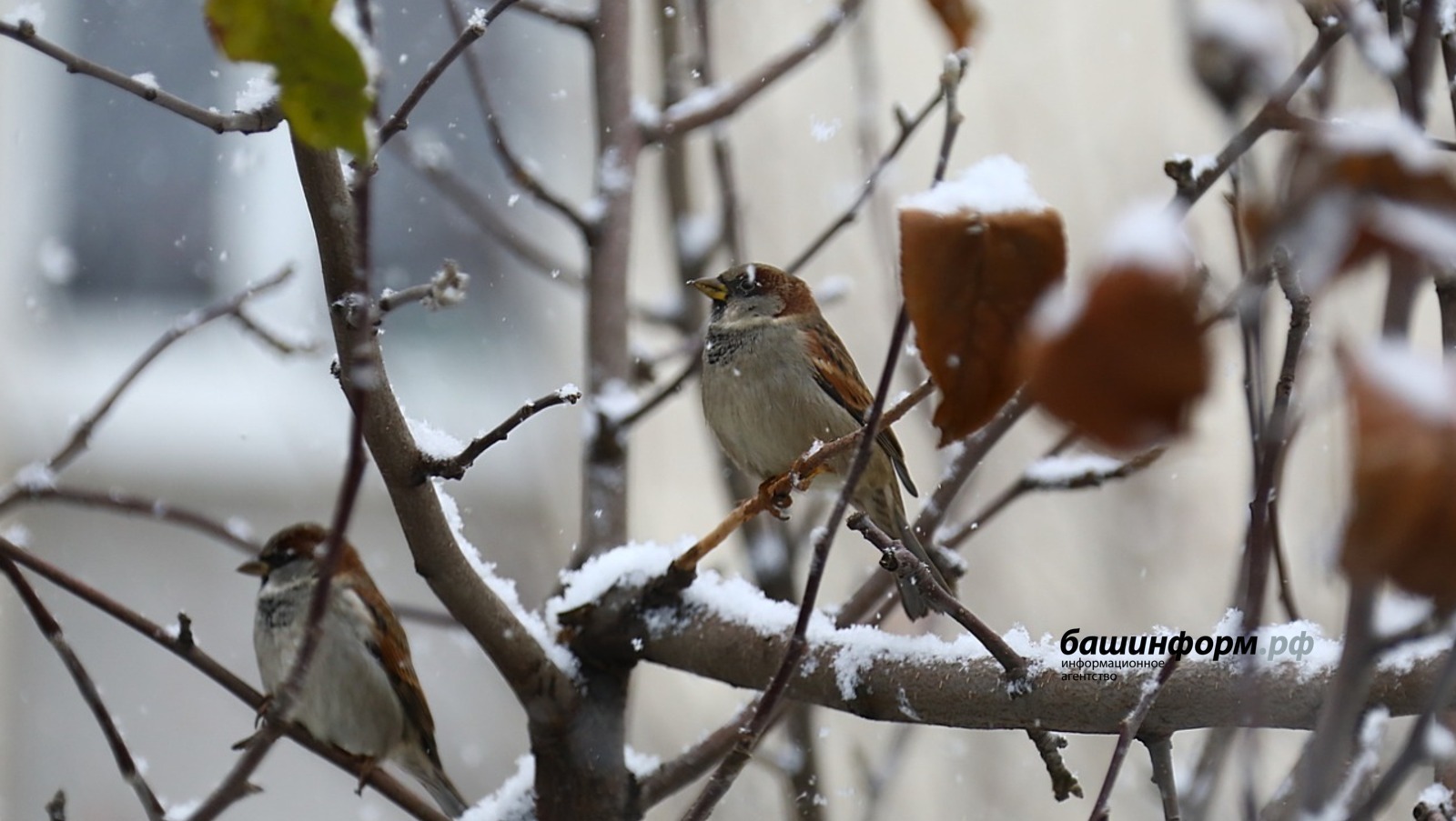 Синоптики считают маловероятным повторение московского снегопада в Башкирии