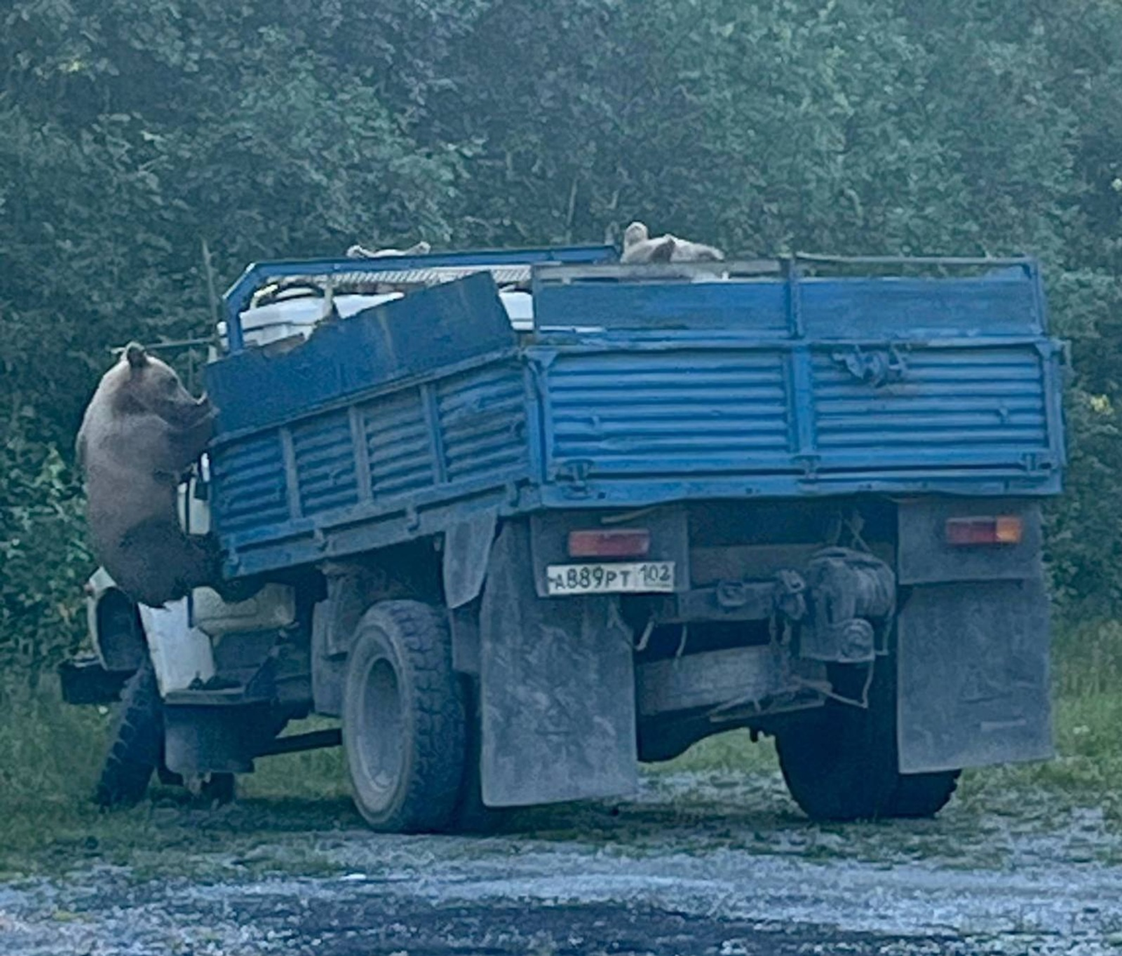 В Башкирии заметили медведей-«автомехаников»