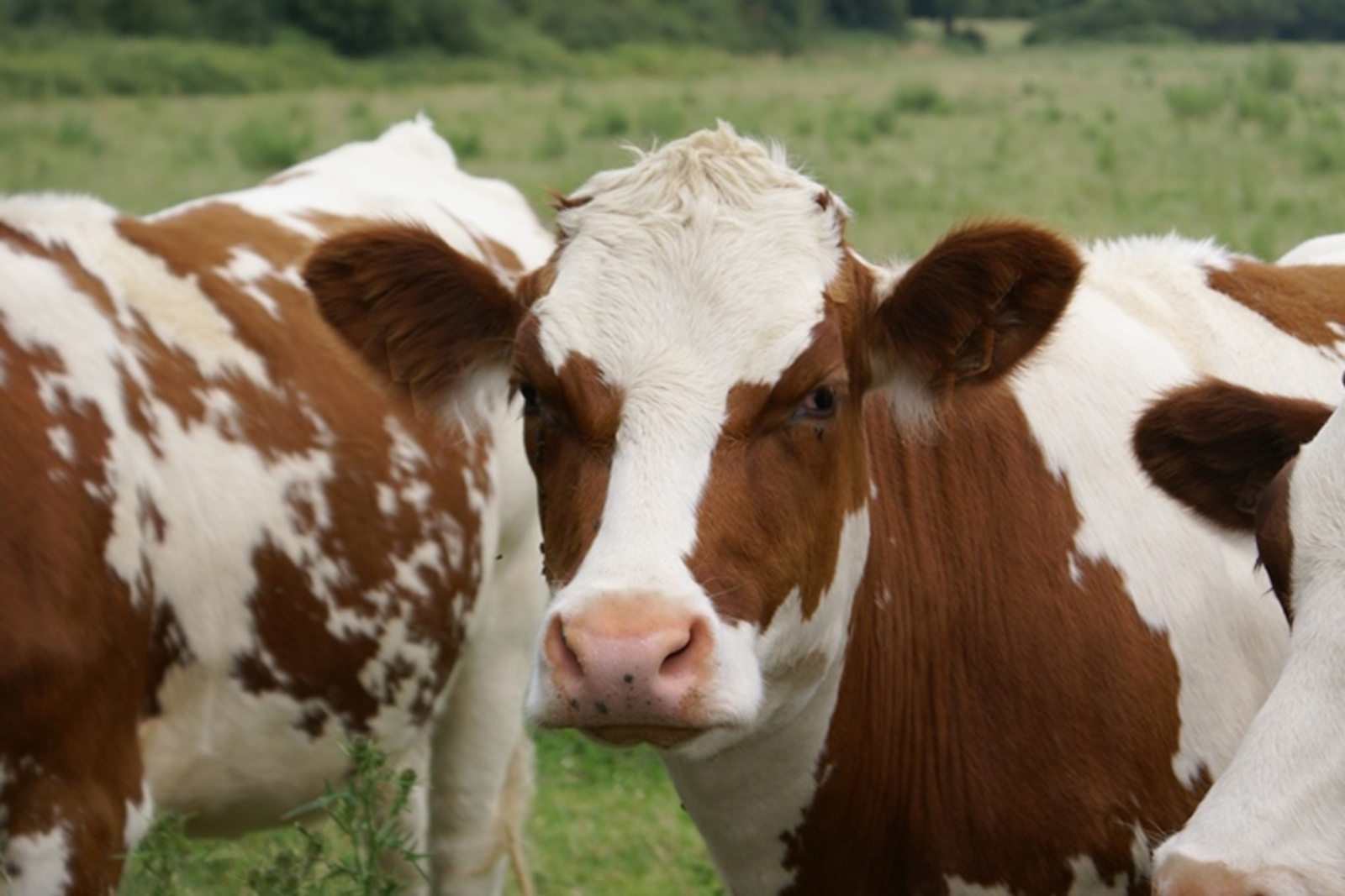 43 рубля за дозу, 10 – за доставку – плата за здоровье бурёнки