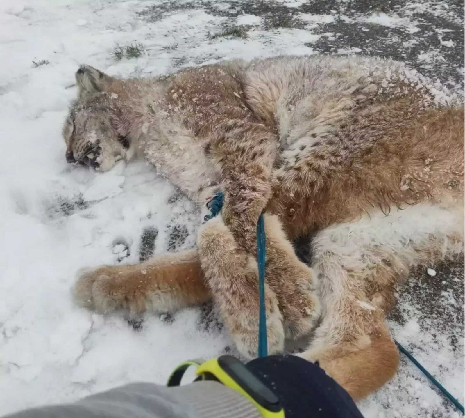 Следком Башкирии завёл уголовное дело по факту нападения рыси на девочку