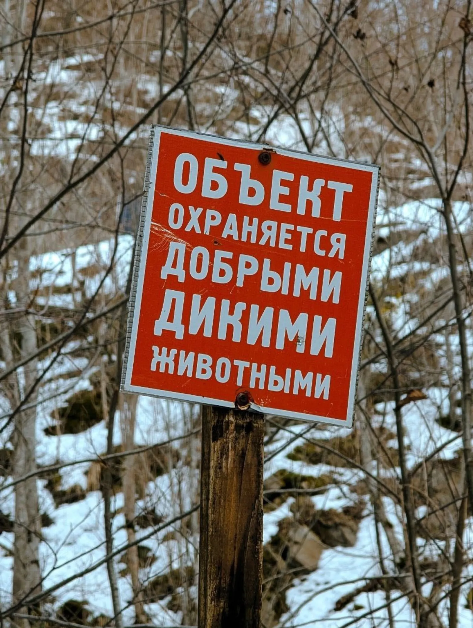 В Башкирии медведь напал на сноубордиста