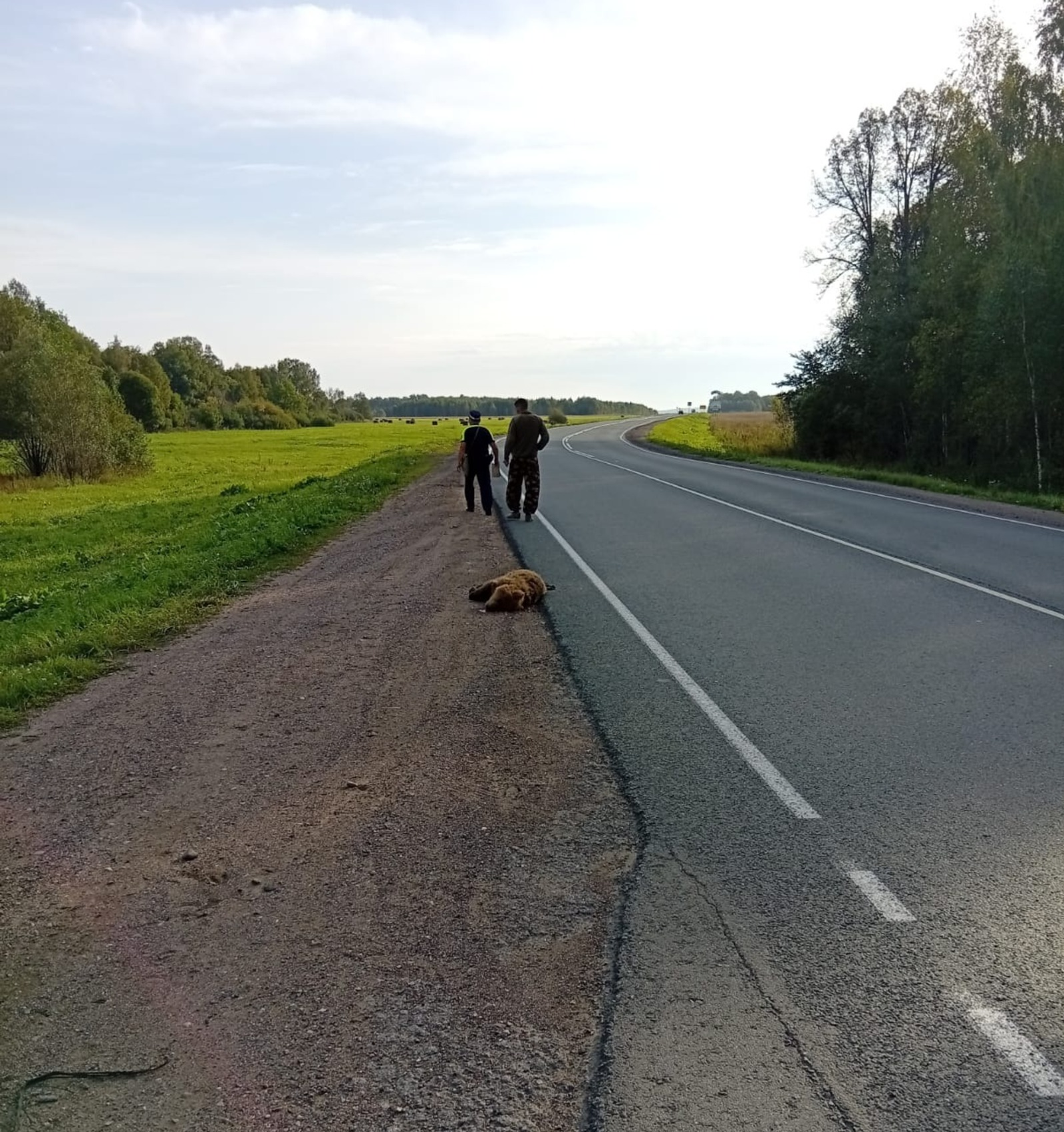 В Башкирии разыскивают водителя, сбившего насмерть медвежонка